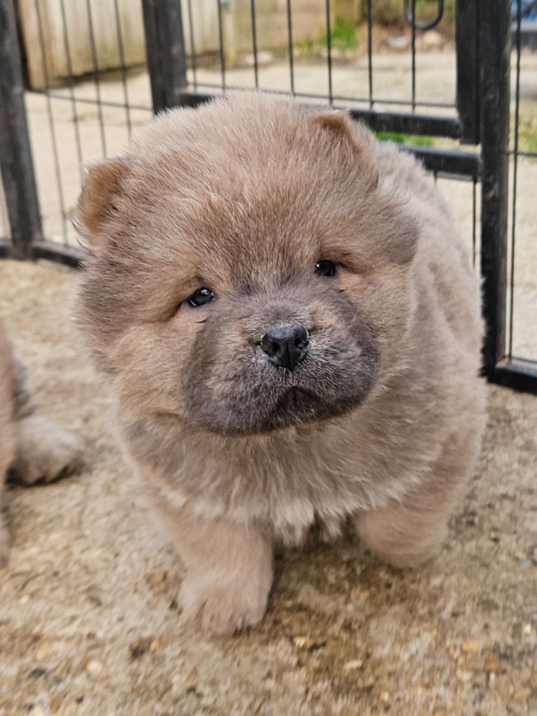 des préludes du chassignolan - Chiot disponible  - Chow Chow