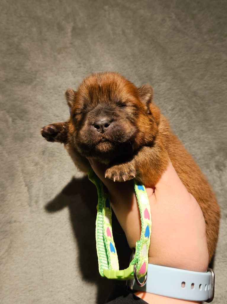 des préludes du chassignolan - Chiot disponible  - Chow Chow