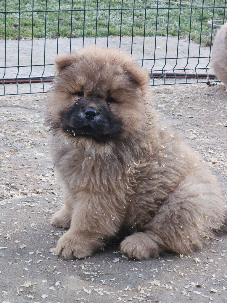 des préludes du chassignolan - Chiot disponible  - Chow Chow