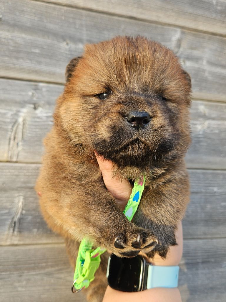 des préludes du chassignolan - Chiot disponible  - Chow Chow