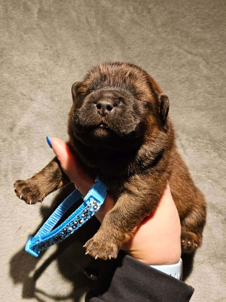 des préludes du chassignolan - Chiot disponible  - Chow Chow