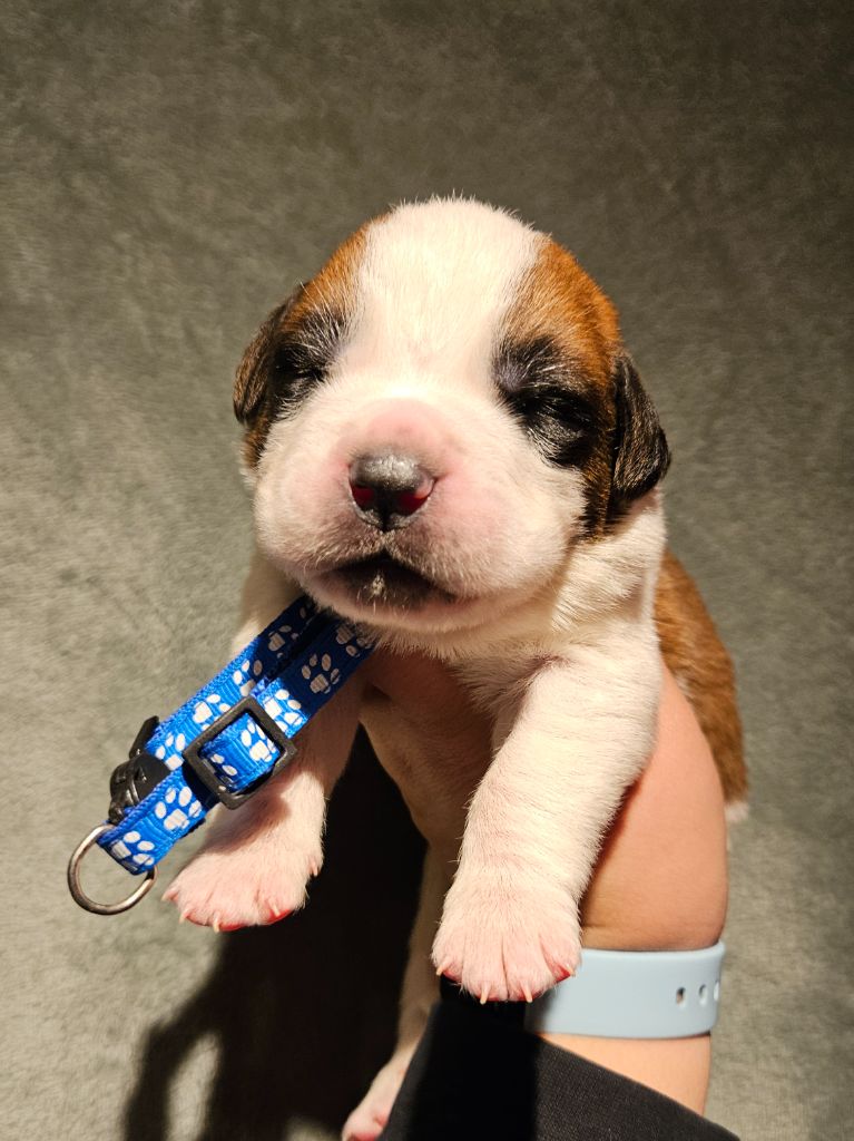 des préludes du chassignolan - Chiot disponible  - Chien du Saint-Bernard