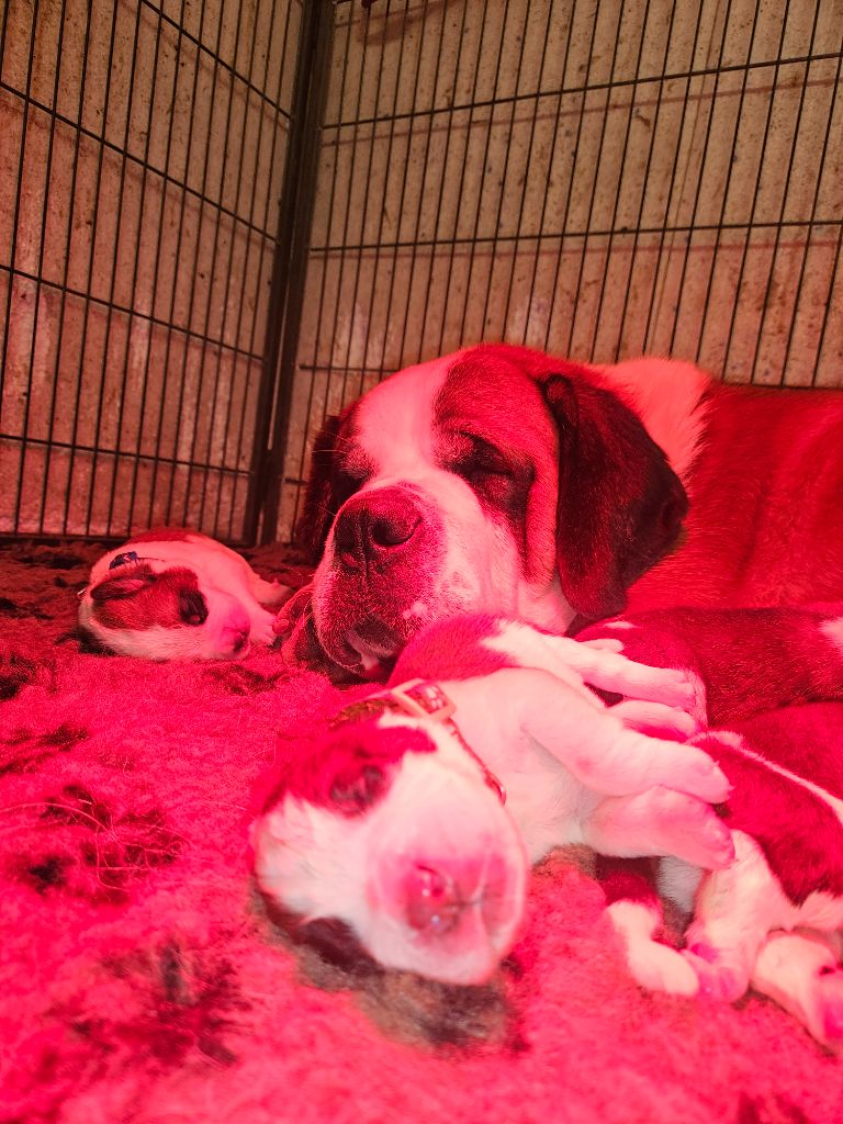 chiot Chien du Saint-Bernard des préludes du chassignolan