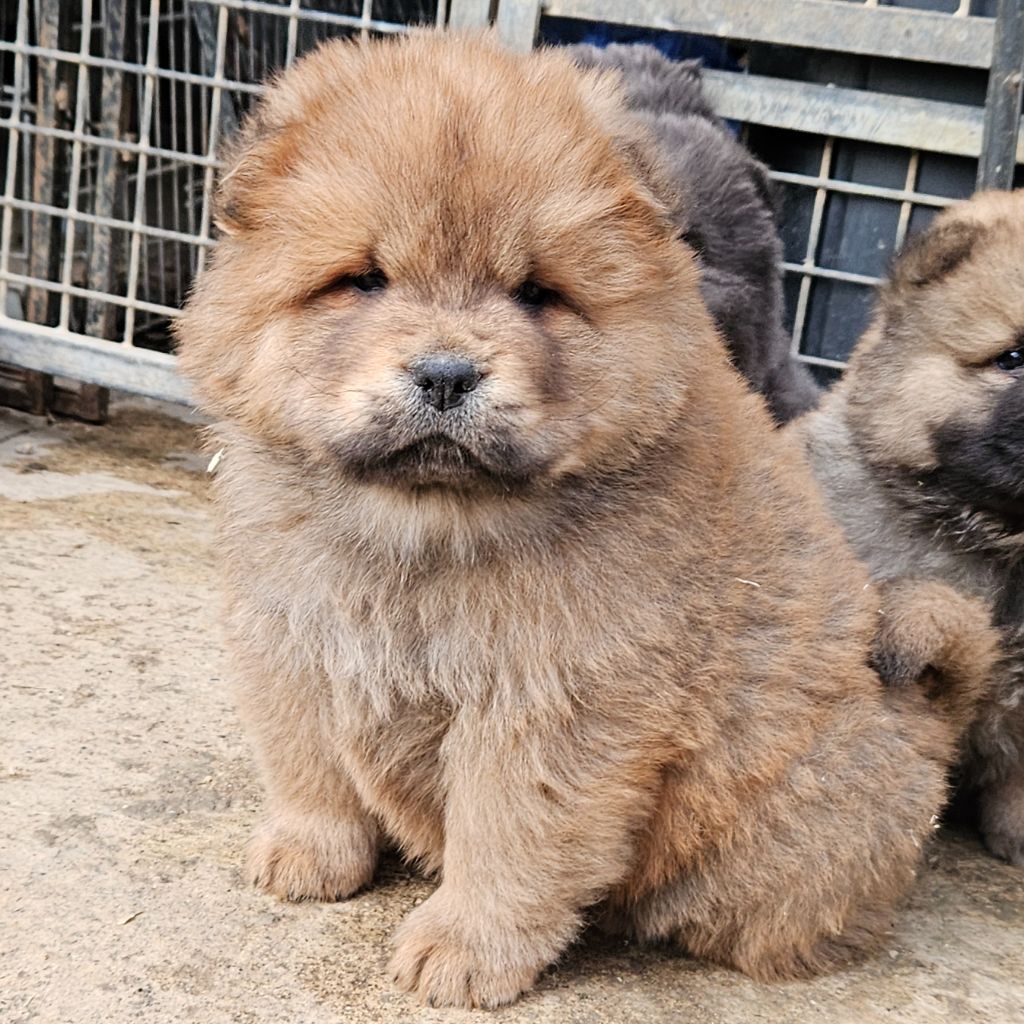 des préludes du chassignolan - Chiot disponible  - Chow Chow