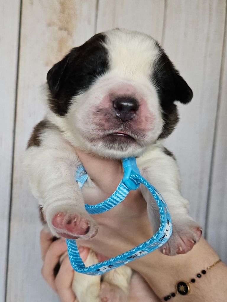 des préludes du chassignolan - Chiot disponible  - Chien du Saint-Bernard