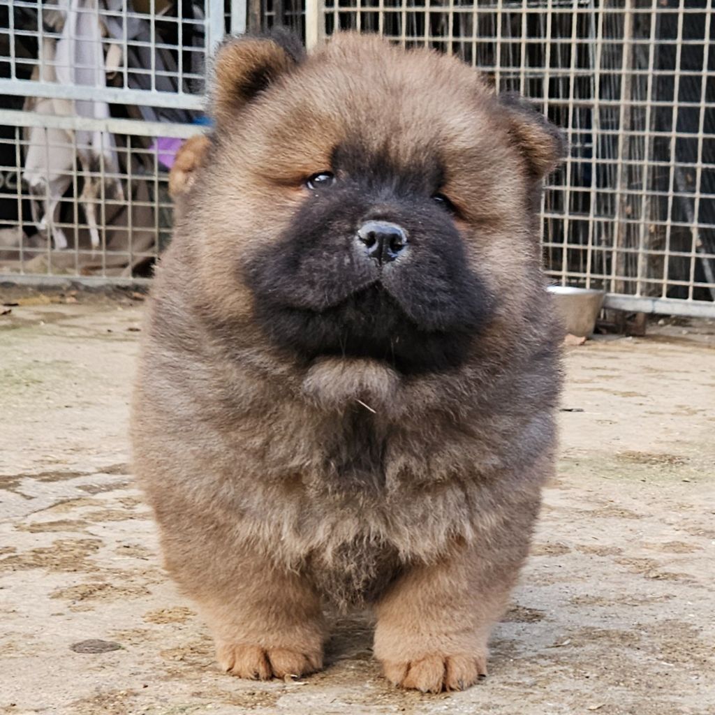 des préludes du chassignolan - Chiot disponible  - Chow Chow