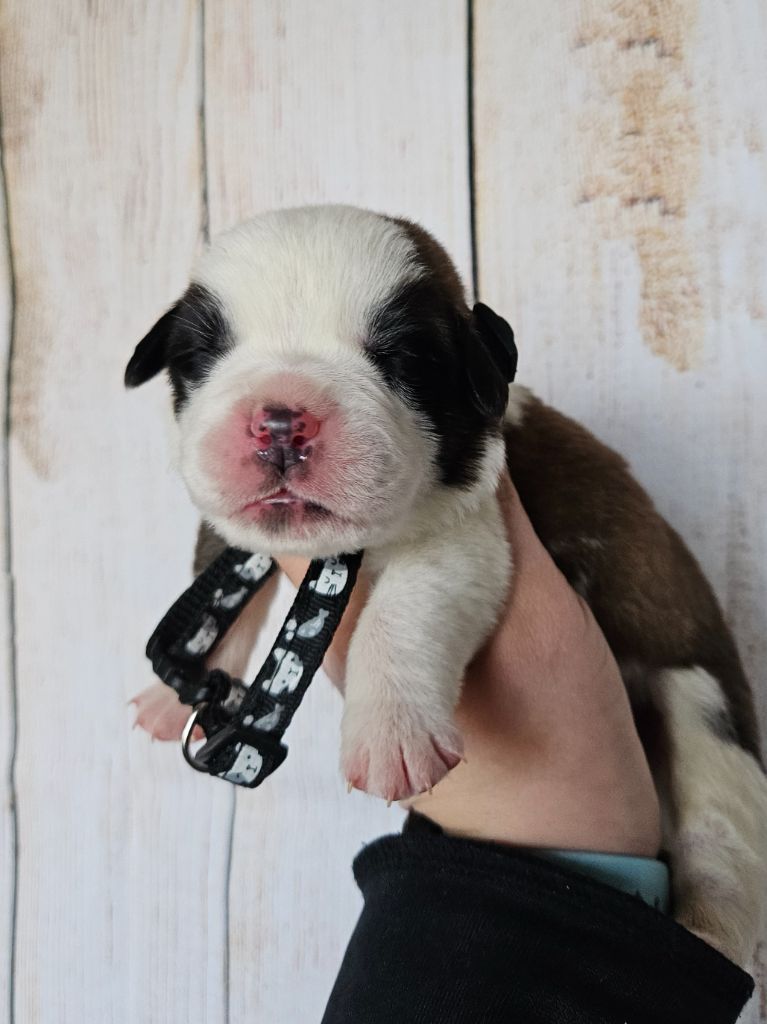 des préludes du chassignolan - Chiot disponible  - Chien du Saint-Bernard