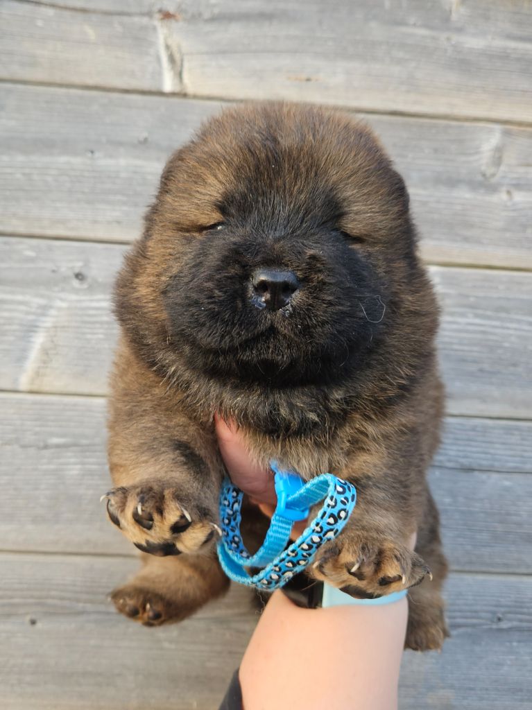 des préludes du chassignolan - Chiot disponible  - Chow Chow