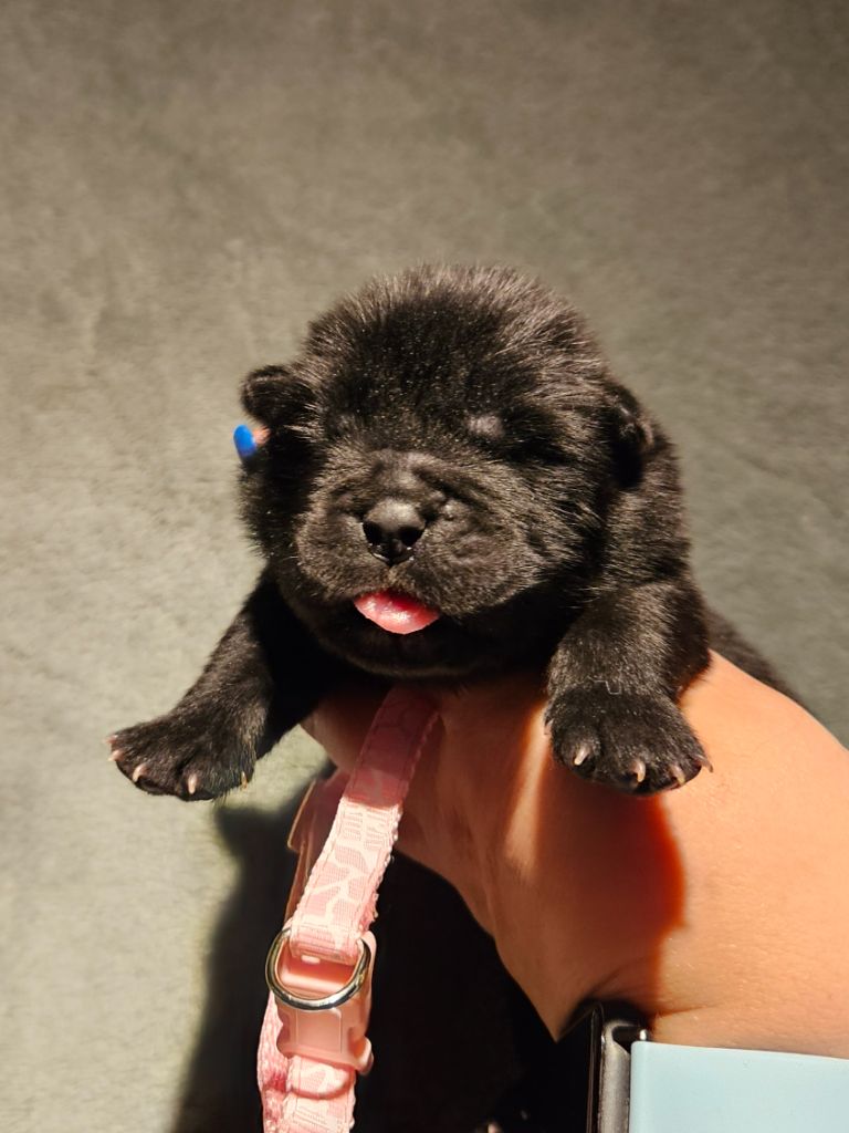 des préludes du chassignolan - Chiot disponible  - Chow Chow