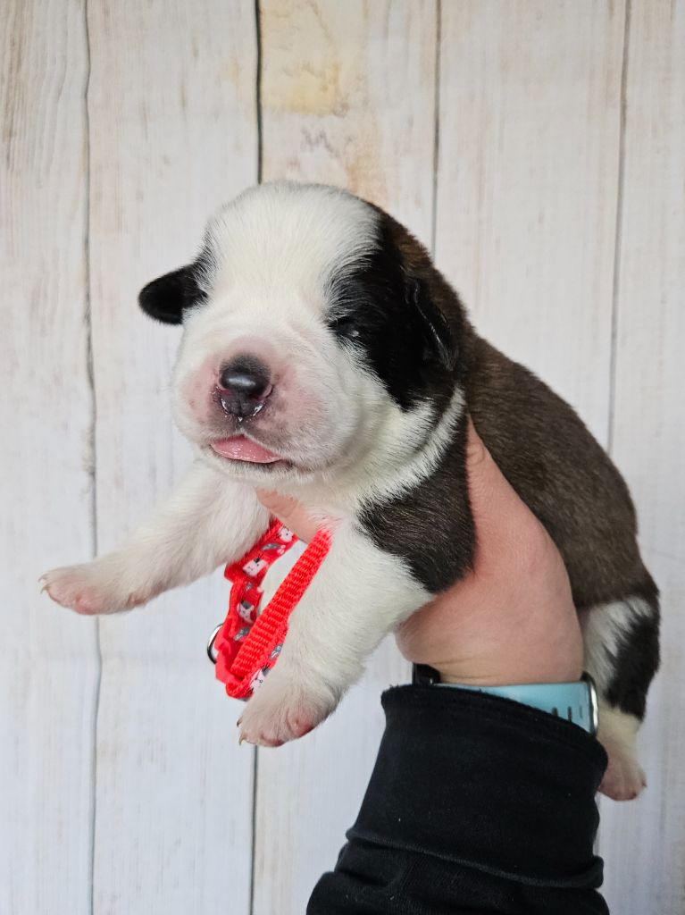 des préludes du chassignolan - Chiot disponible  - Chien du Saint-Bernard