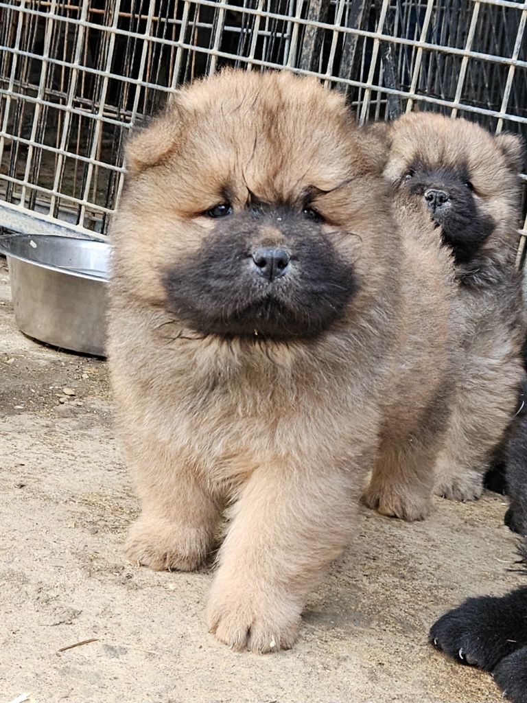 des préludes du chassignolan - Chiot disponible  - Chow Chow