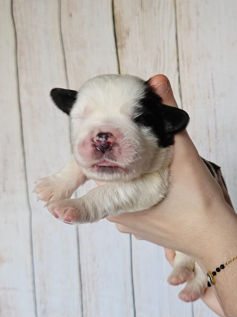 des préludes du chassignolan - Chiot disponible  - Chien du Saint-Bernard