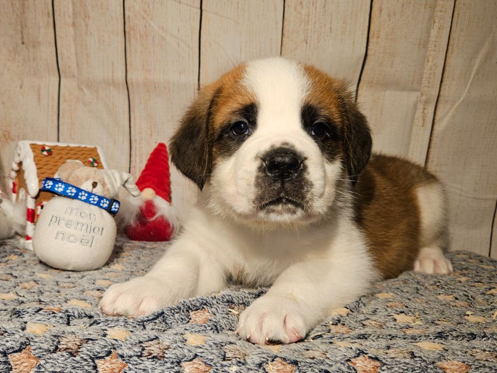 des préludes du chassignolan - Chiot disponible  - Chien du Saint-Bernard