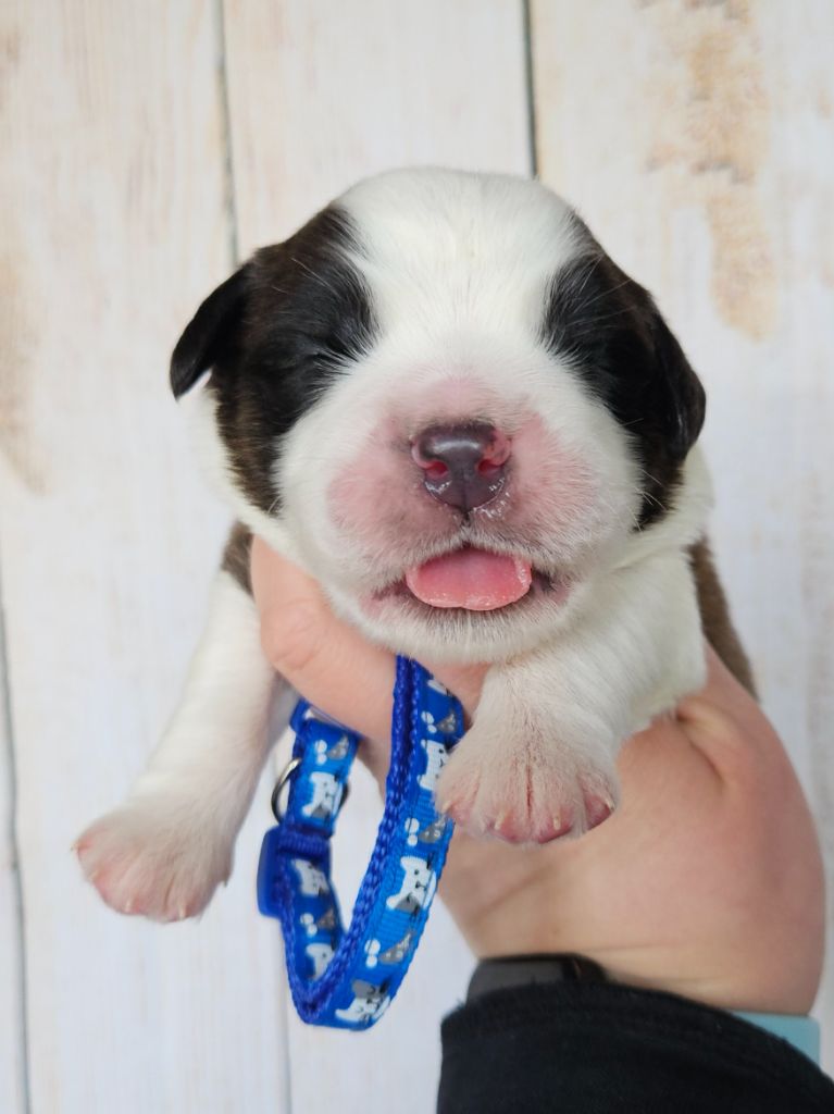 des préludes du chassignolan - Chiot disponible  - Chien du Saint-Bernard