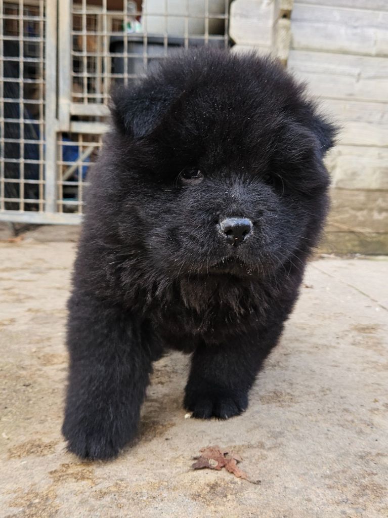 des préludes du chassignolan - Chiot disponible  - Chow Chow