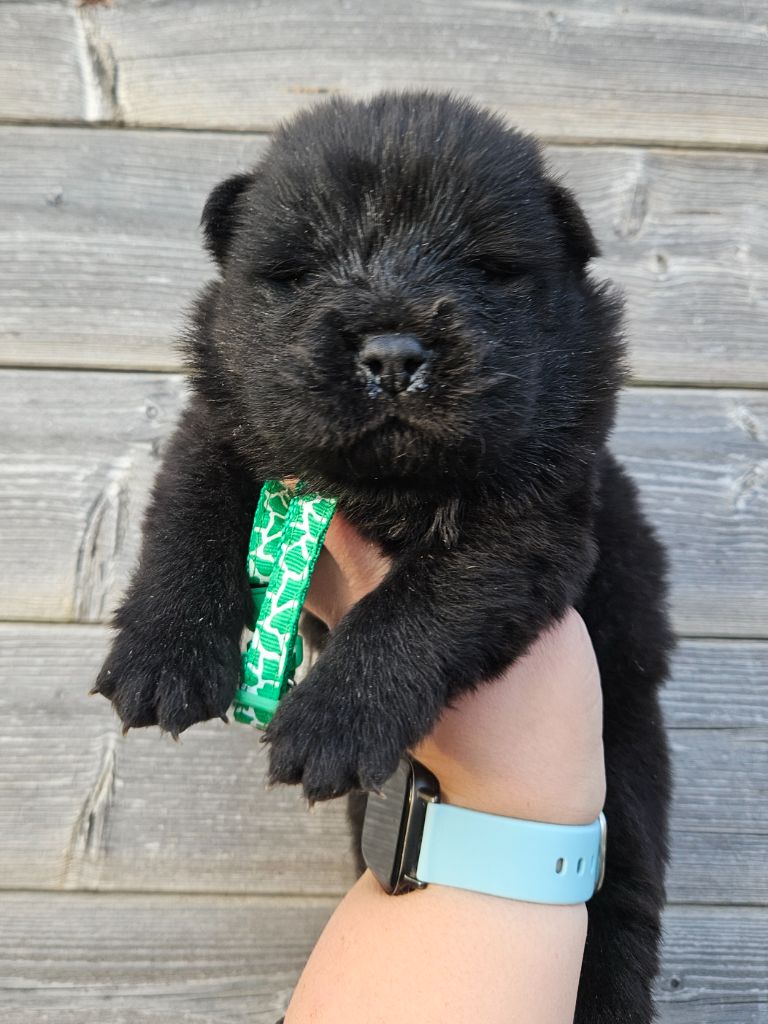 des préludes du chassignolan - Chiot disponible  - Chow Chow