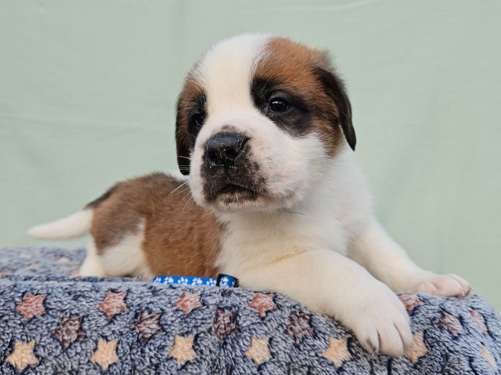 des préludes du chassignolan - Chiot disponible  - Chien du Saint-Bernard