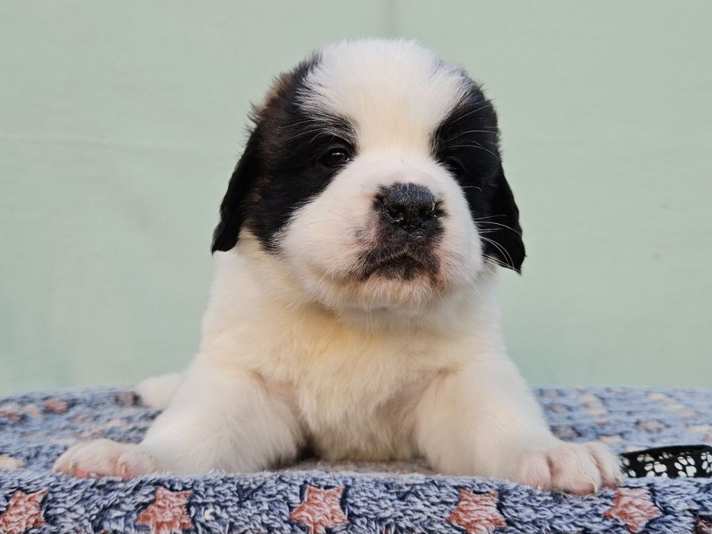 des préludes du chassignolan - Chiot disponible  - Chien du Saint-Bernard