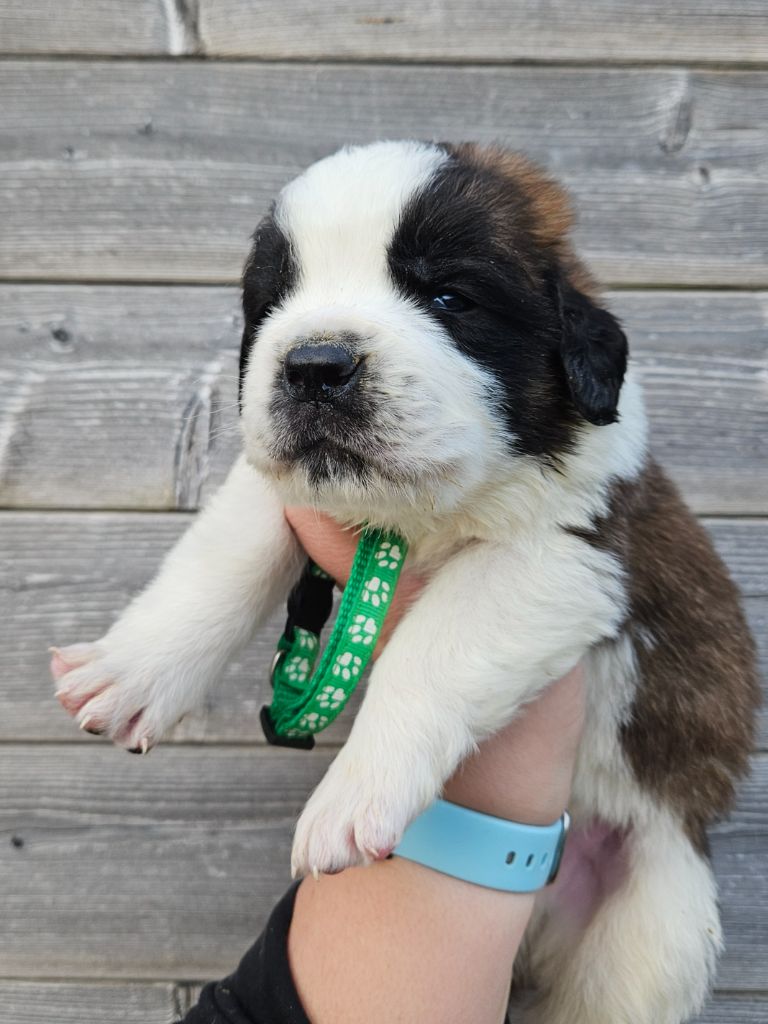 des préludes du chassignolan - Chiot disponible  - Chien du Saint-Bernard