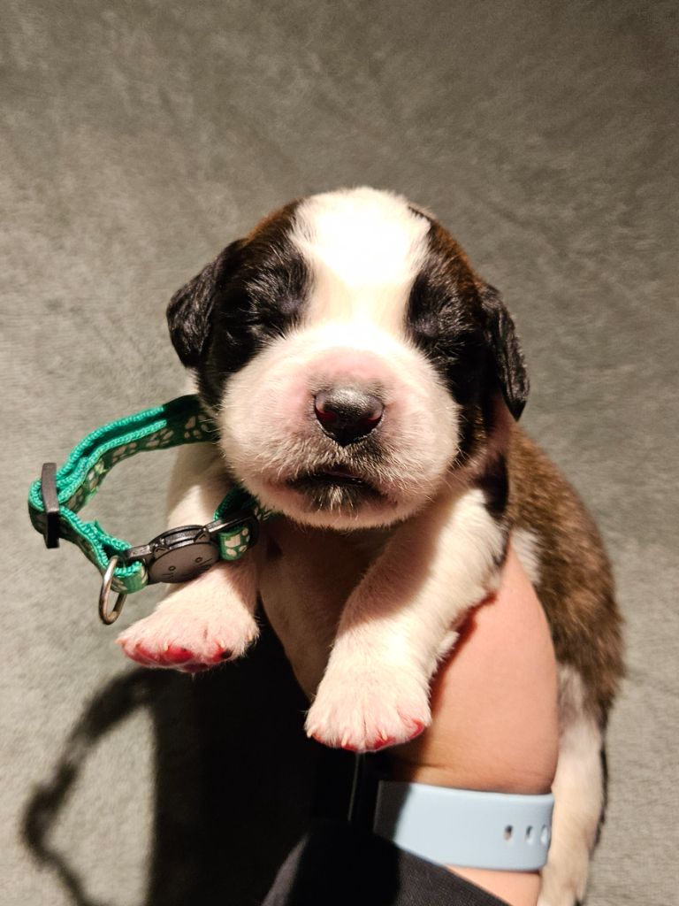 des préludes du chassignolan - Chiot disponible  - Chien du Saint-Bernard