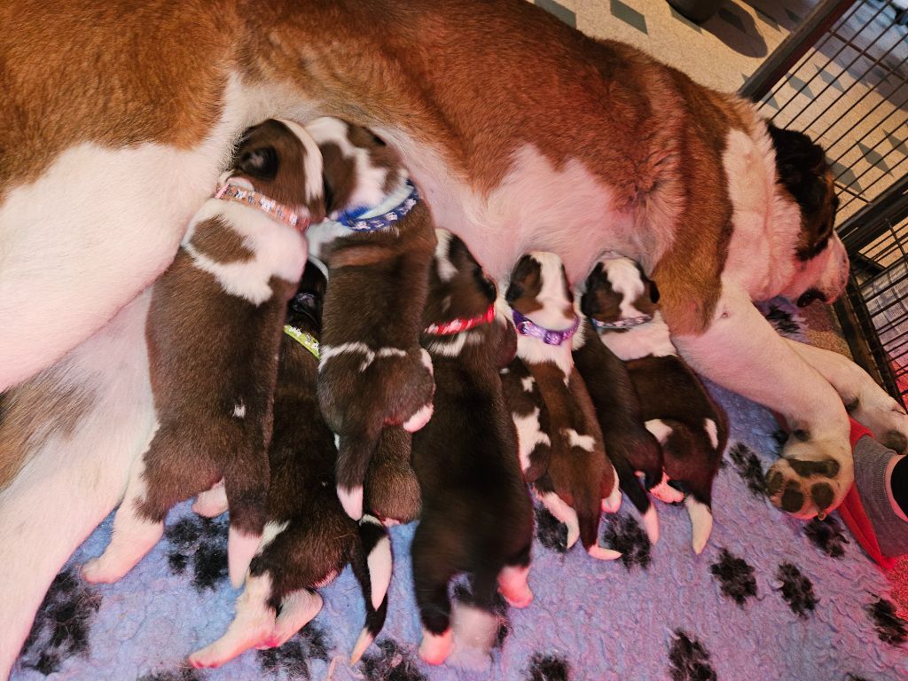 chiot Chien du Saint-Bernard des préludes du chassignolan