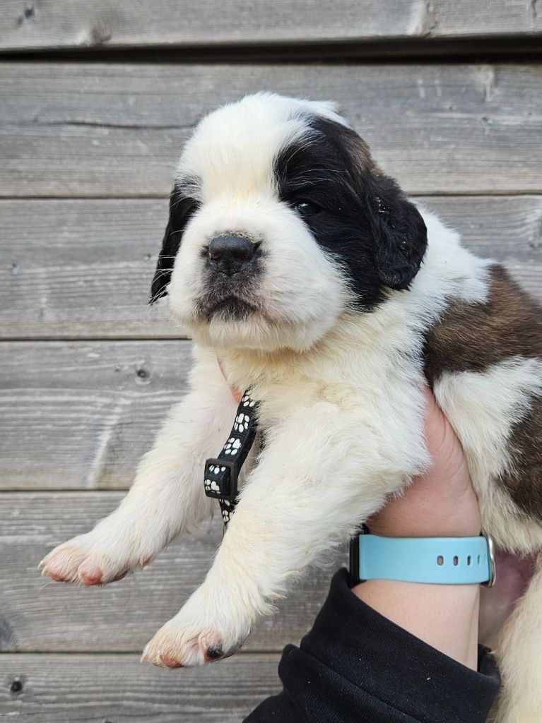 des préludes du chassignolan - Chiot disponible  - Chien du Saint-Bernard