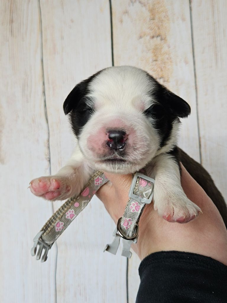 des préludes du chassignolan - Chiot disponible  - Chien du Saint-Bernard