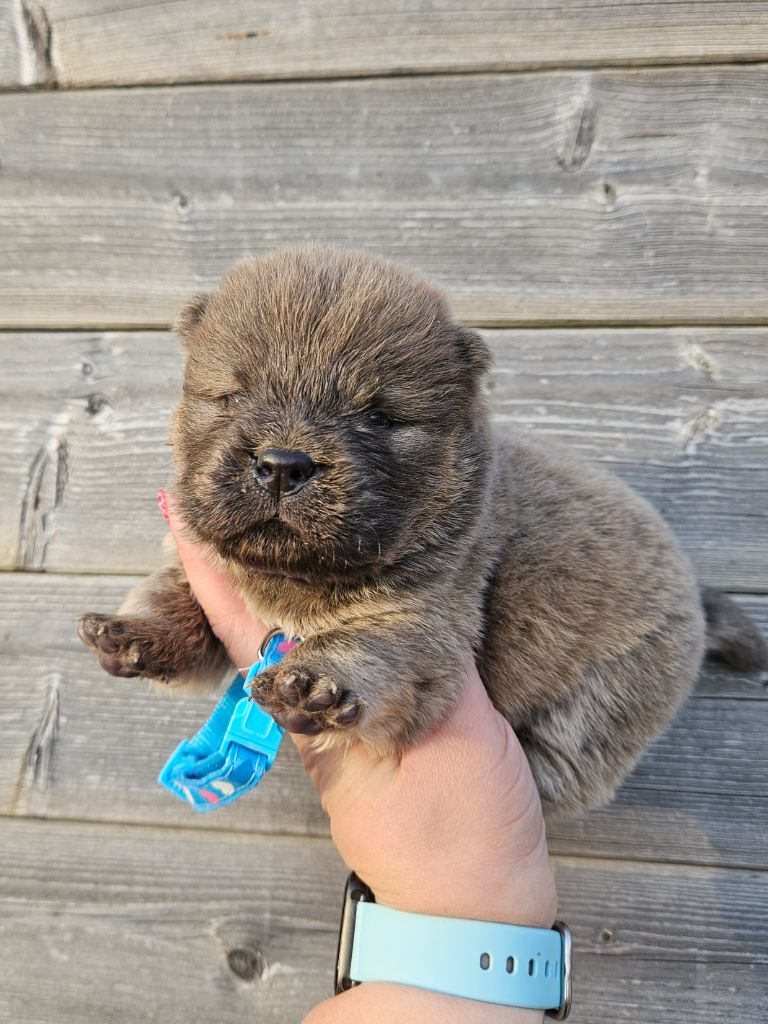 des préludes du chassignolan - Chiot disponible  - Chow Chow