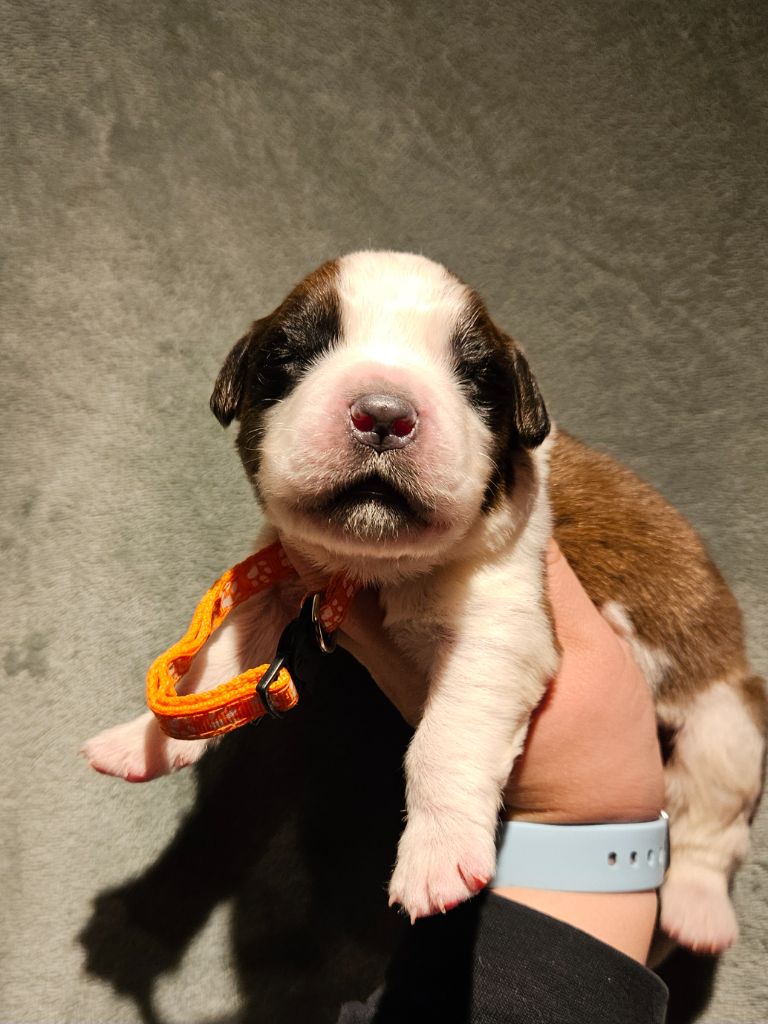 des préludes du chassignolan - Chiot disponible  - Chien du Saint-Bernard