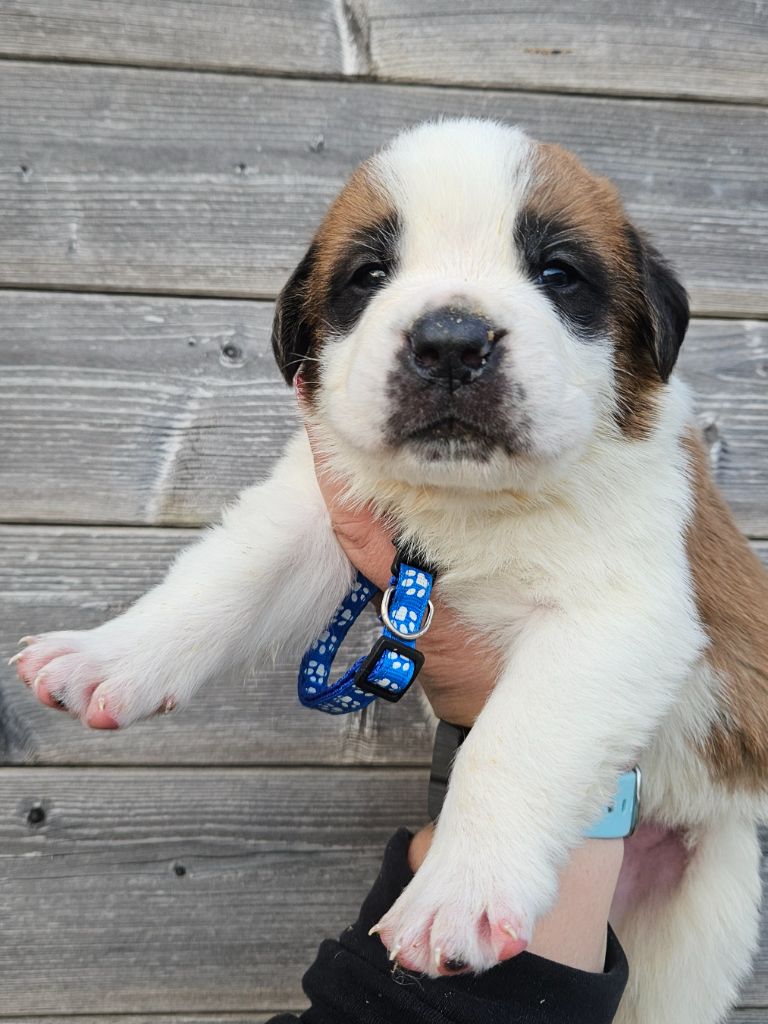 des préludes du chassignolan - Chiot disponible  - Chien du Saint-Bernard