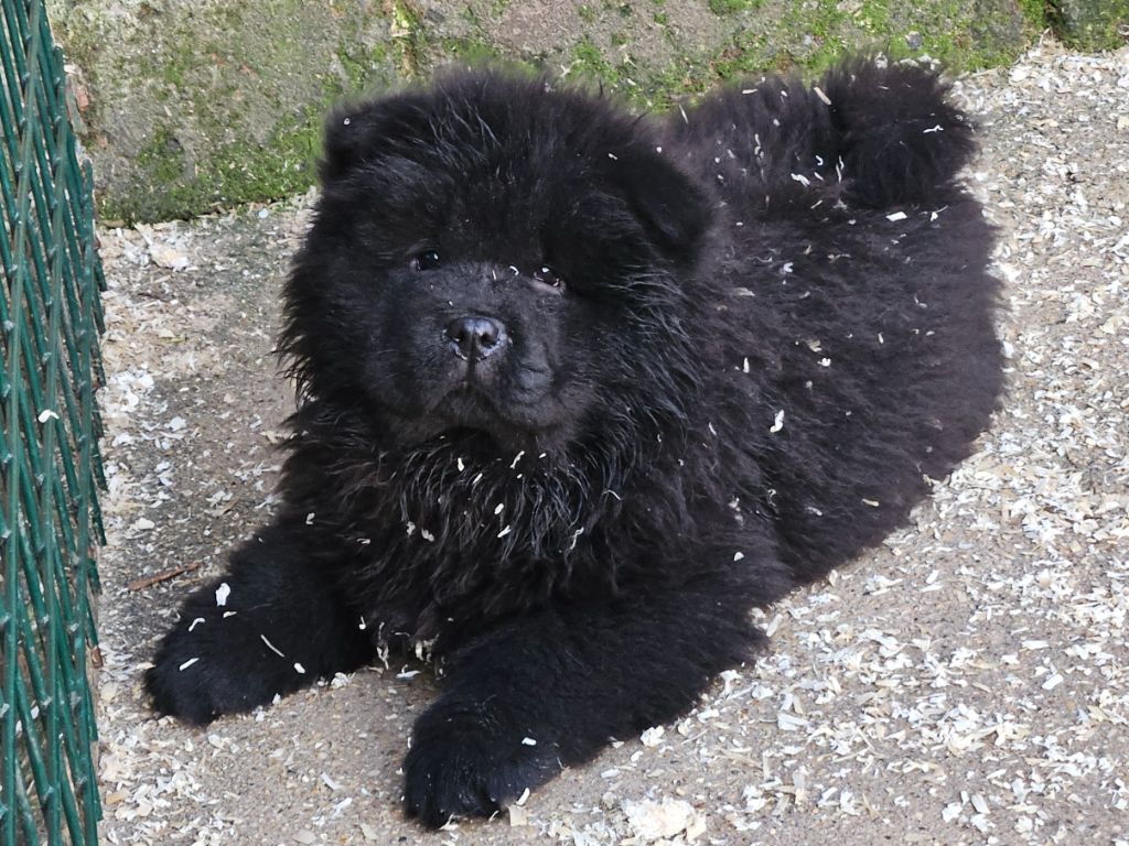 des préludes du chassignolan - Chiot disponible  - Chow Chow