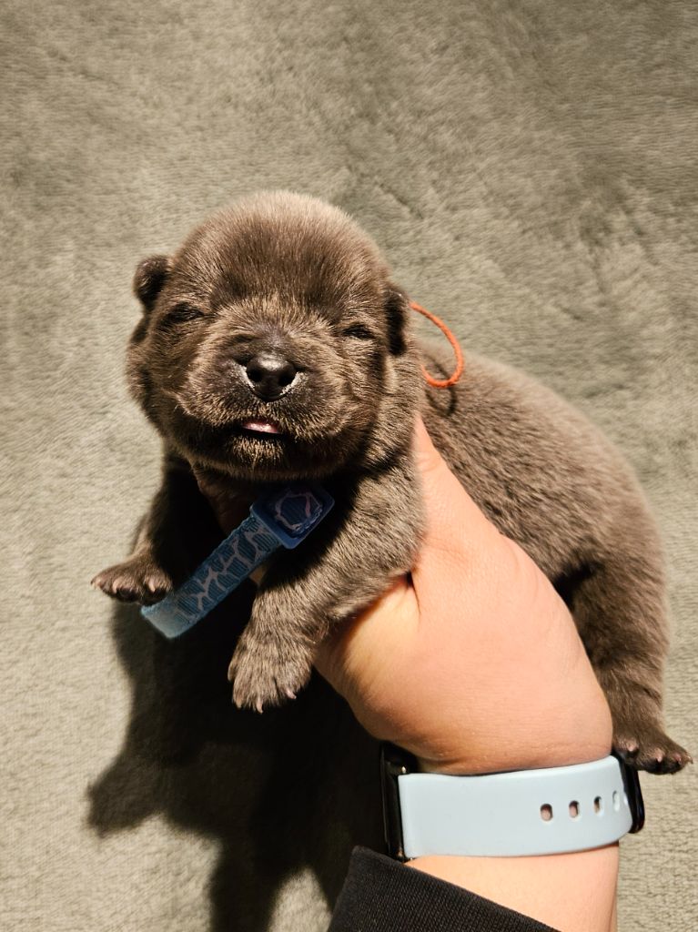 des préludes du chassignolan - Chiot disponible  - Chow Chow