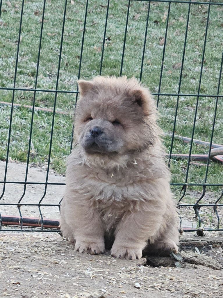 des préludes du chassignolan - Chiot disponible  - Chow Chow