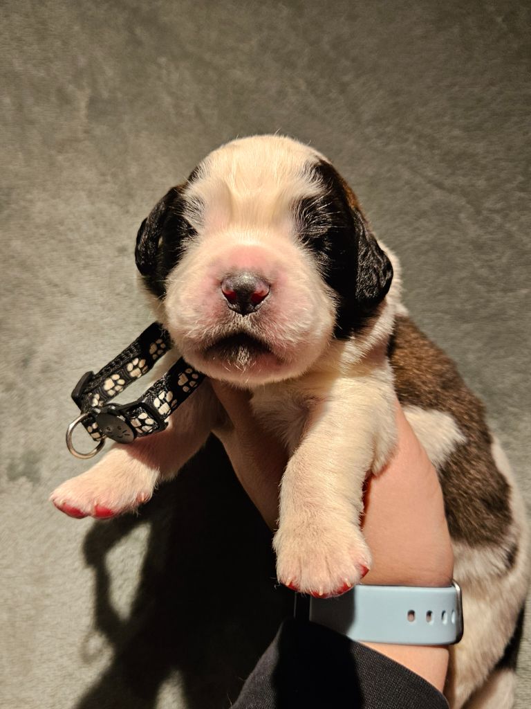 des préludes du chassignolan - Chiot disponible  - Chien du Saint-Bernard