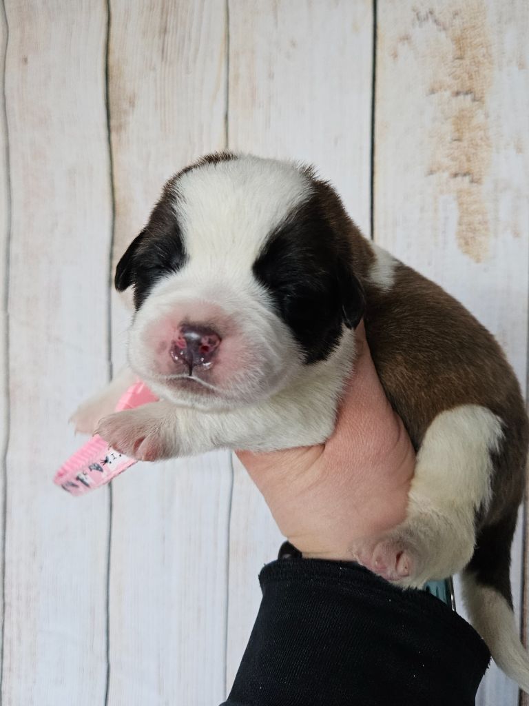 des préludes du chassignolan - Chiot disponible  - Chien du Saint-Bernard