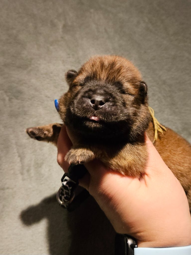 des préludes du chassignolan - Chiot disponible  - Chow Chow