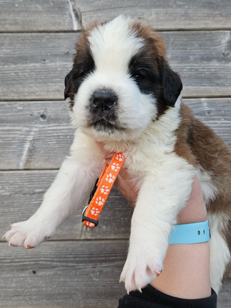 des préludes du chassignolan - Chiot disponible  - Chien du Saint-Bernard