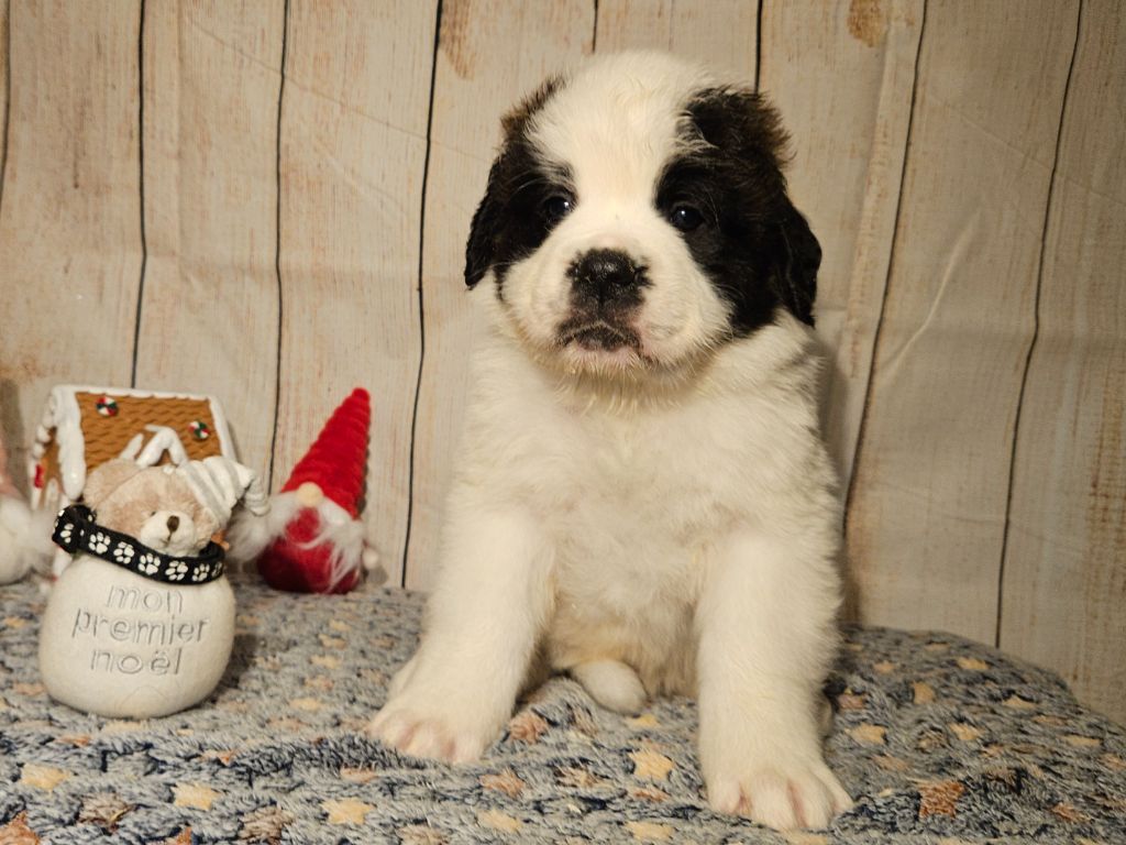 des préludes du chassignolan - Chiot disponible  - Chien du Saint-Bernard