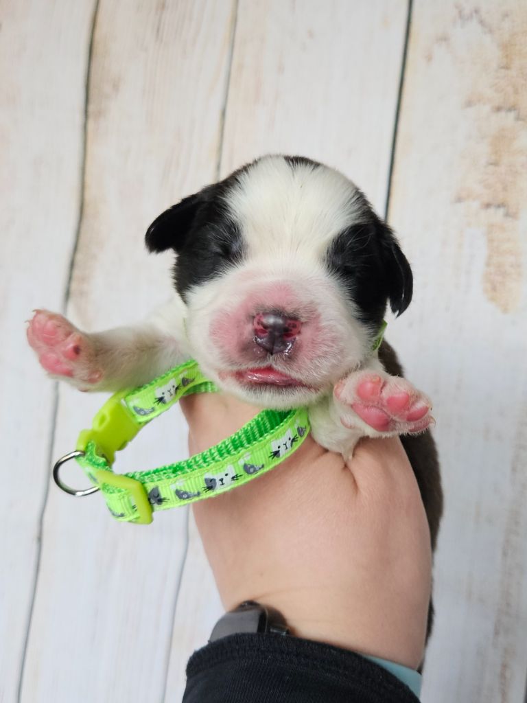 des préludes du chassignolan - Chiot disponible  - Chien du Saint-Bernard