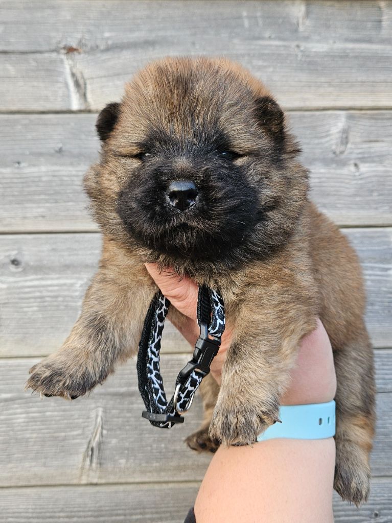 des préludes du chassignolan - Chiot disponible  - Chow Chow