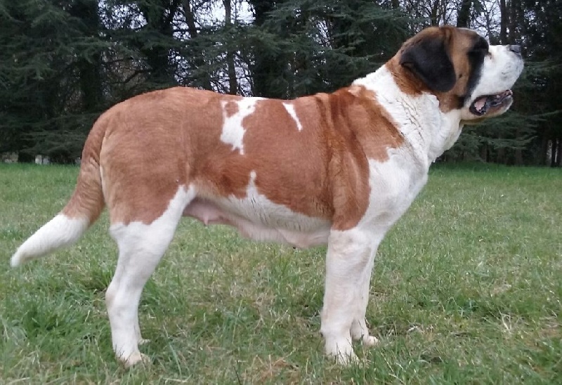 CH. Escale Du chateau robert