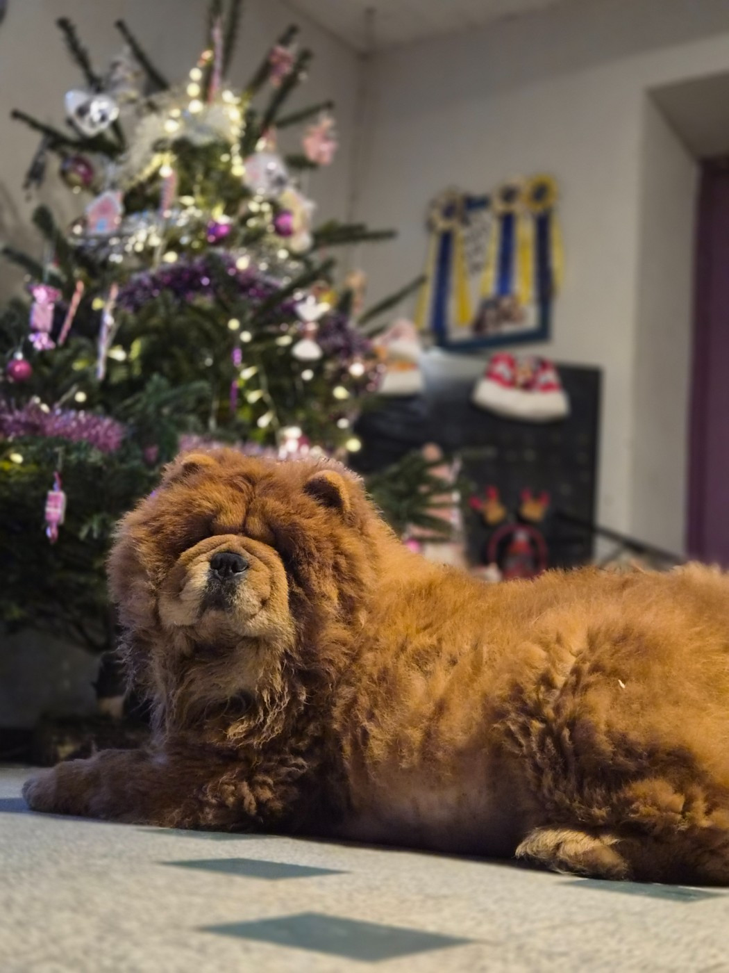 Tequila des préludes du chassignolan