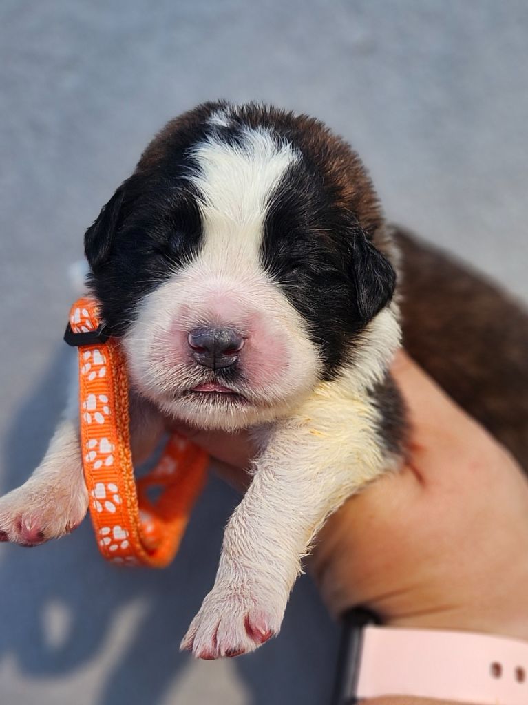 des préludes du chassignolan - Chiots disponibles - Chien du Saint-Bernard
