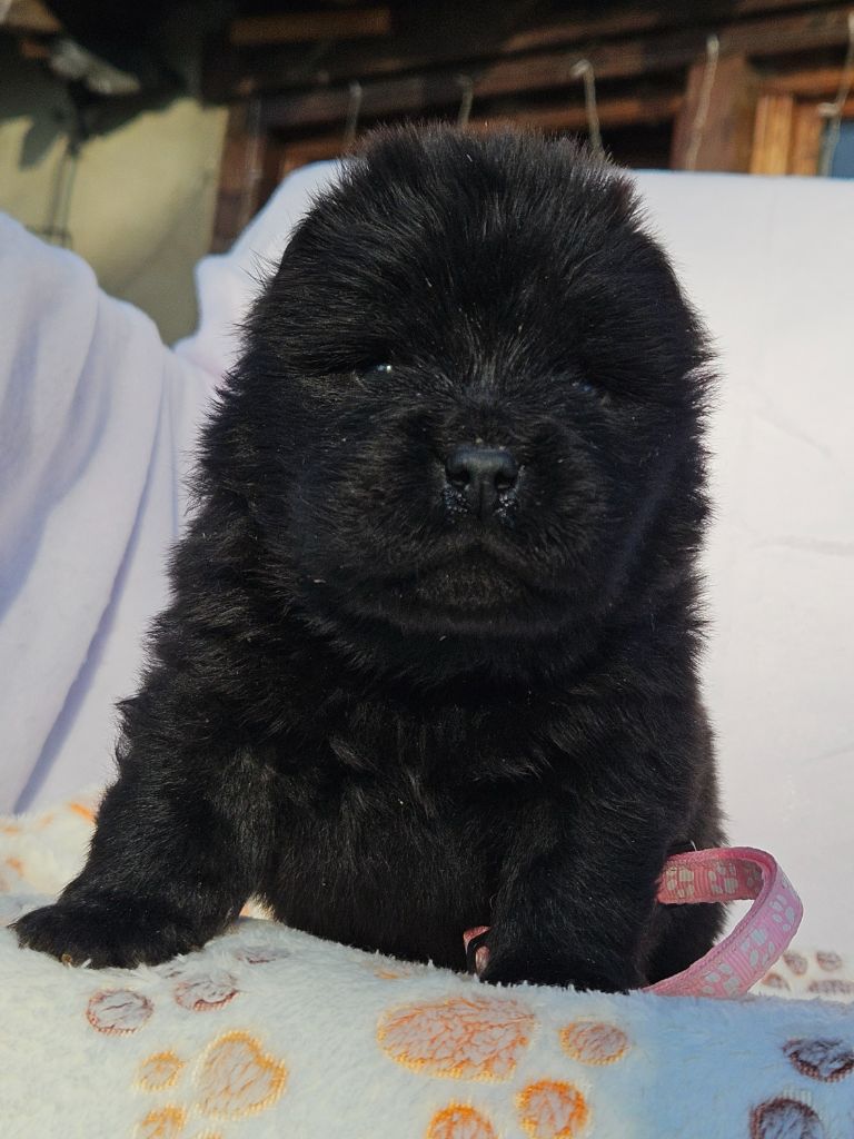des préludes du chassignolan - Chiots disponibles - Chow Chow