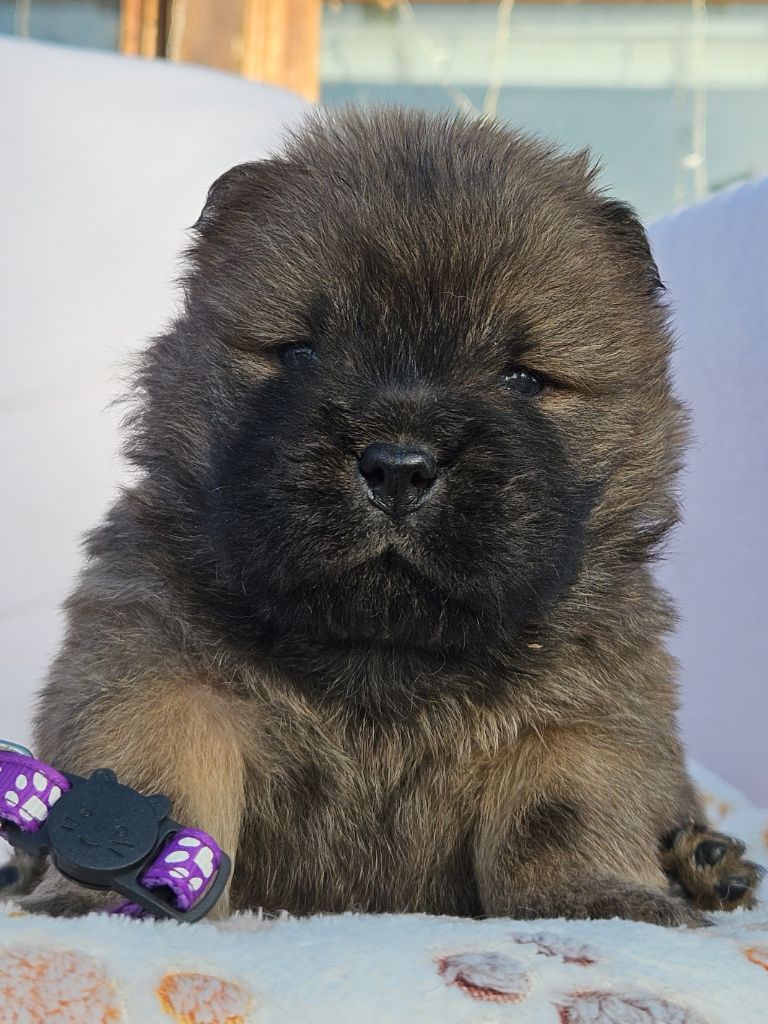 des préludes du chassignolan - Chiots disponibles - Chow Chow