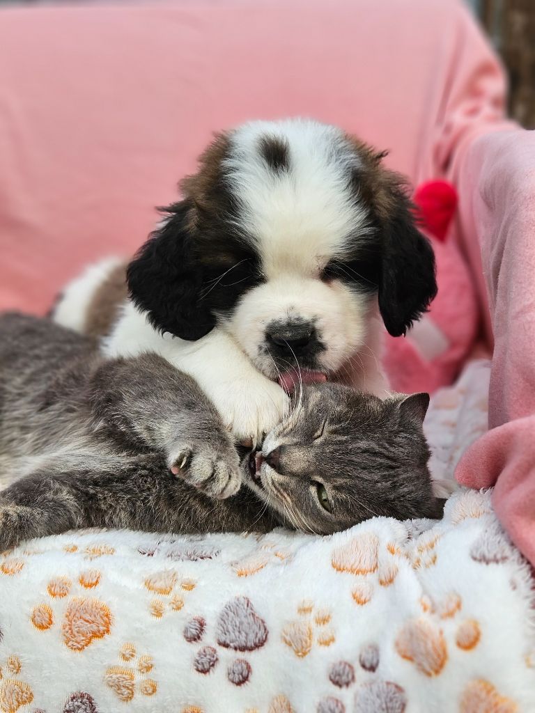 Chiot Chien du Saint-Bernard des préludes du chassignolan