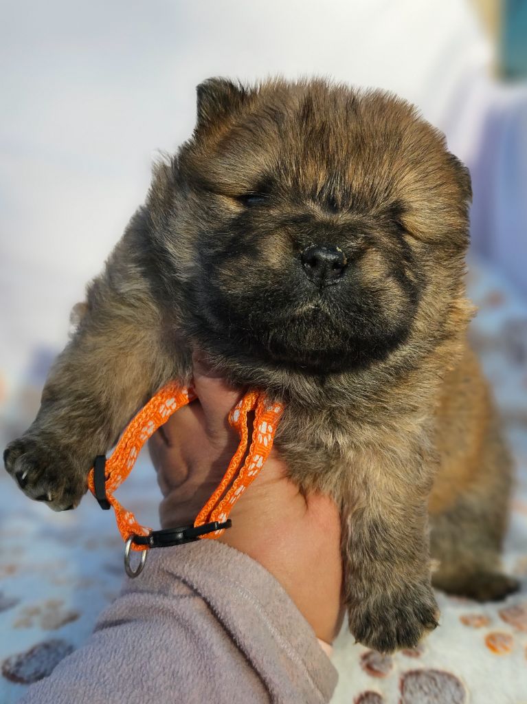 des préludes du chassignolan - Chiots disponibles - Chow Chow