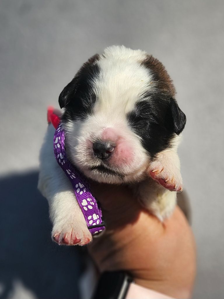 des préludes du chassignolan - Chiots disponibles - Chien du Saint-Bernard