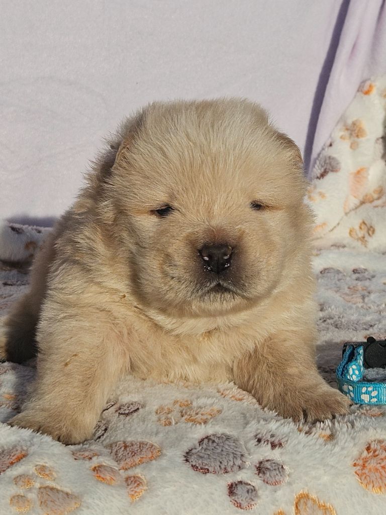 des préludes du chassignolan - Chiots disponibles - Chow Chow