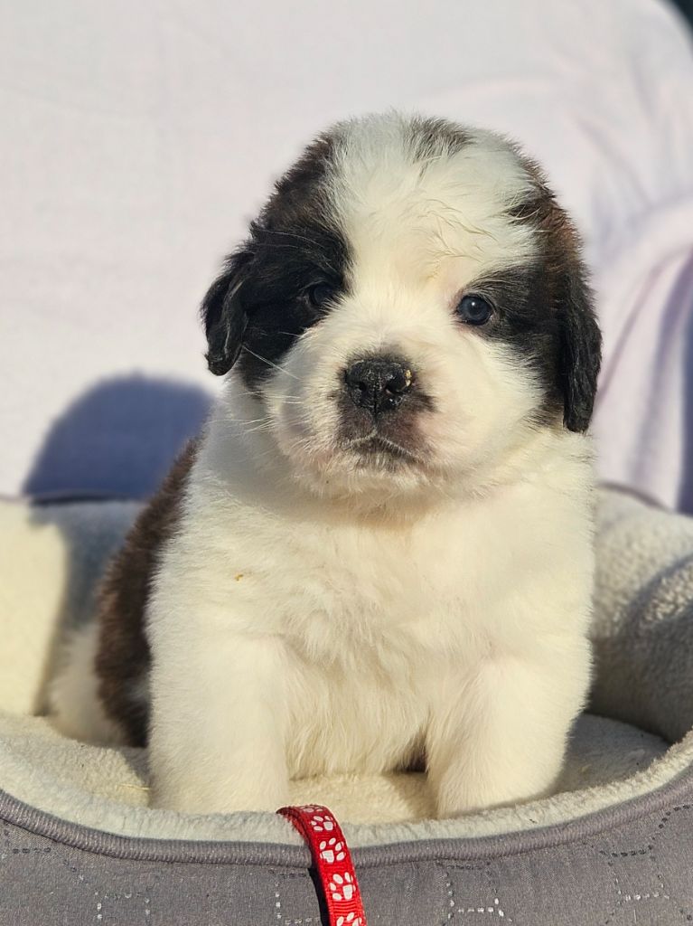 des préludes du chassignolan - Chiots disponibles - Chien du Saint-Bernard